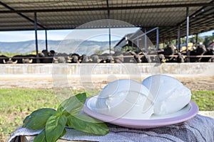 White balls of Italian soft cheese Mozzarella di Bufala Campana and Mediterrane Italiana buffalo raised on Italian cheese farm for