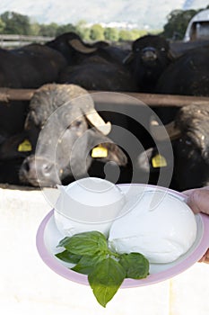 White balls of Italian soft cheese Mozzarella di Bufala Campana and Mediterrane Italiana buffalo raised on Italian cheese farm for