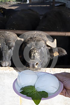 White balls of Italian soft cheese Mozzarella di Bufala Campana and Mediterrane Italiana buffalo raised on Italian cheese farm for