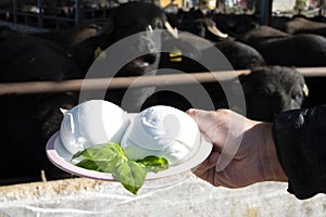 White balls of Italian soft cheese Mozzarella di Bufala Campana and Mediterrane Italiana buffalo raised on Italian cheese farm for