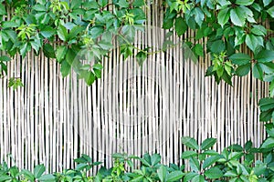 White bamboo fence texture background with green grape leaves