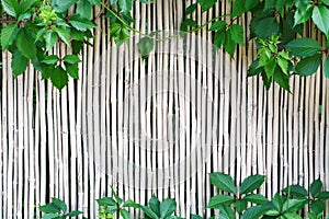 White bamboo fence texture background with green grape leaves