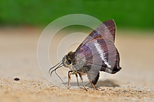 White banded Awl butterfly