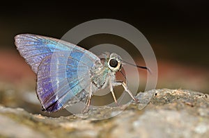 White banded Awl butterfly