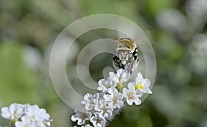 White-banded digger bee