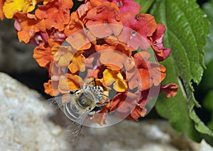 White-banded Digger Bee