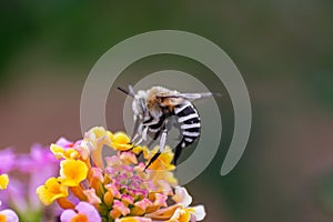 white-banded digger bee pollinating a lantana camara flower