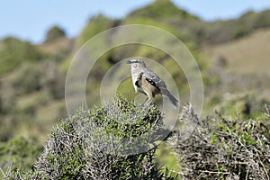 White banded mokingbird in Calden Forest environment, Patagonia photo