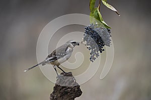 Blanco a rayas comer Salvaje uvas 