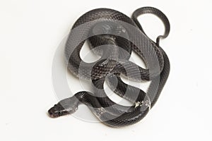 White-banded wolf snake or Malayan banded wolf snake Lycodon subcinctus on white background