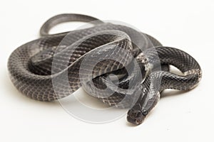 White-banded wolf snake or Malayan banded wolf snake Lycodon subcinctus on white background