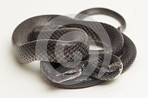 White-banded wolf snake or Malayan banded wolf snake Lycodon subcinctus on white background