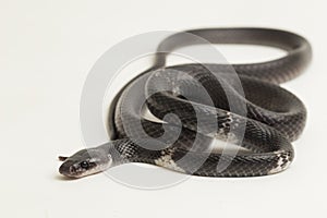 White-banded wolf snake or Malayan banded wolf snake Lycodon subcinctus on white background