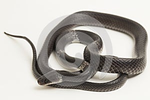 White-banded wolf snake or Malayan banded wolf snake Lycodon subcinctus on white background