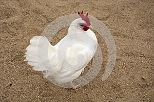 White bantam leghorn chicken