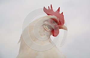 White bantam leghorn chicken