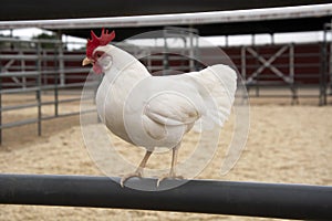 White bantam leghorn chicken