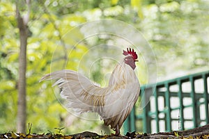 White bantam males standing in the garden, trees green blur in background. Bantam is pet that sing to wake up in the morning