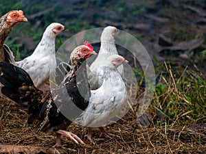 White Bantam Mixed with Folk Chicken Who Walking