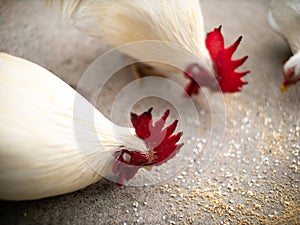 White Bantams Eating Rice Food