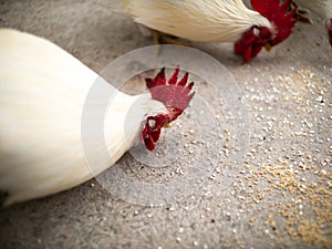 White Bantams Eating Rice Food