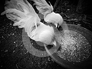 White Bantams Eating Rice Food