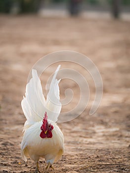 The White Bantams Foraging