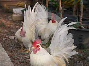 White Bantams and Shadow Standing
