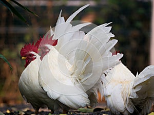 White Bantams Standing