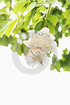 White Baobab flower (Adansonia digitata), rainy season, Senegal, vertical format