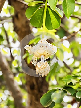 White Baobab flower (Adansonia digitata), rainy season, Senegal, vertical format