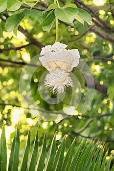 White Baobab flower (Adansonia digitata), rainy season, Senegal, vertical format