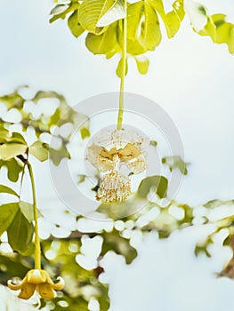 White Baobab flower (Adansonia digitata), rainy season, Senegal, vertical format