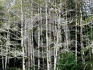 White Bark on Alder Trees