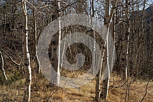 Aspen trees white bark tree trunks autumn landscape