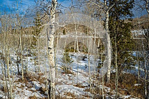 White Bark Birch Trees in Snow