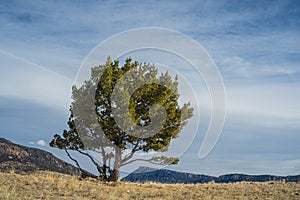 White Bark Pine in Mountain Meadow