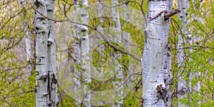 White barked Aspen trees in Big Springs Park