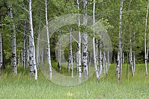 White barked quaking aspen trees growing in a group