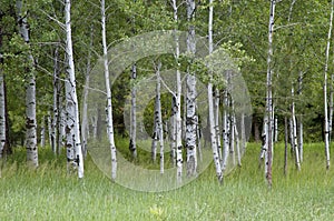 White barked quaking aspen trees growing in a group photo