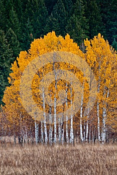 White barked quaking aspen trees under autumn golden leaves