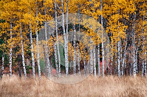 White barked quaking aspen trees under autumn golden leaves