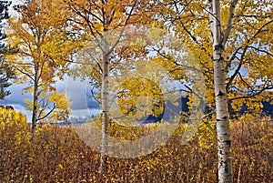 White barked quaking aspen trees under autumn golden leaves