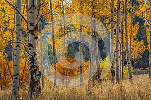 White barked quaking aspen trees under autumn leaves