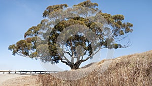 White barked tree in Ventura, California with large spread