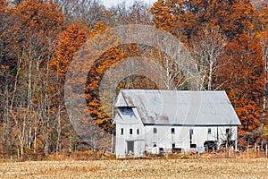 White Barn and Autumn Leaves