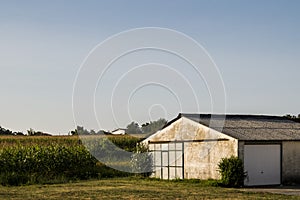 White barn in the backyard and corn fields