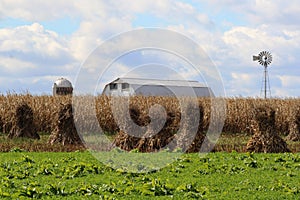 White Barn, Corn and Windmill