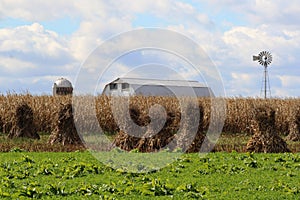 White Barn, Corn and Windmill photo