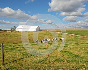 White Barn with Dairy Cows in the Pasture